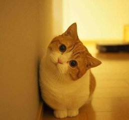 Bitcoin钱包苹果版