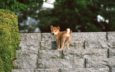 安卓版比特派钱包怎么买币